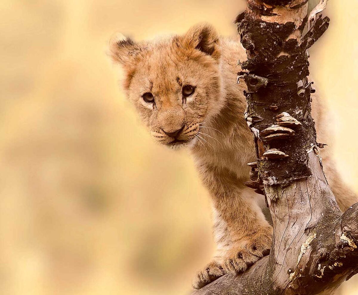 A cute lion cub climbing a tree, showcasing its playful nature and innocence, a perfect choice for a heartwarming LED Box Frame display.
