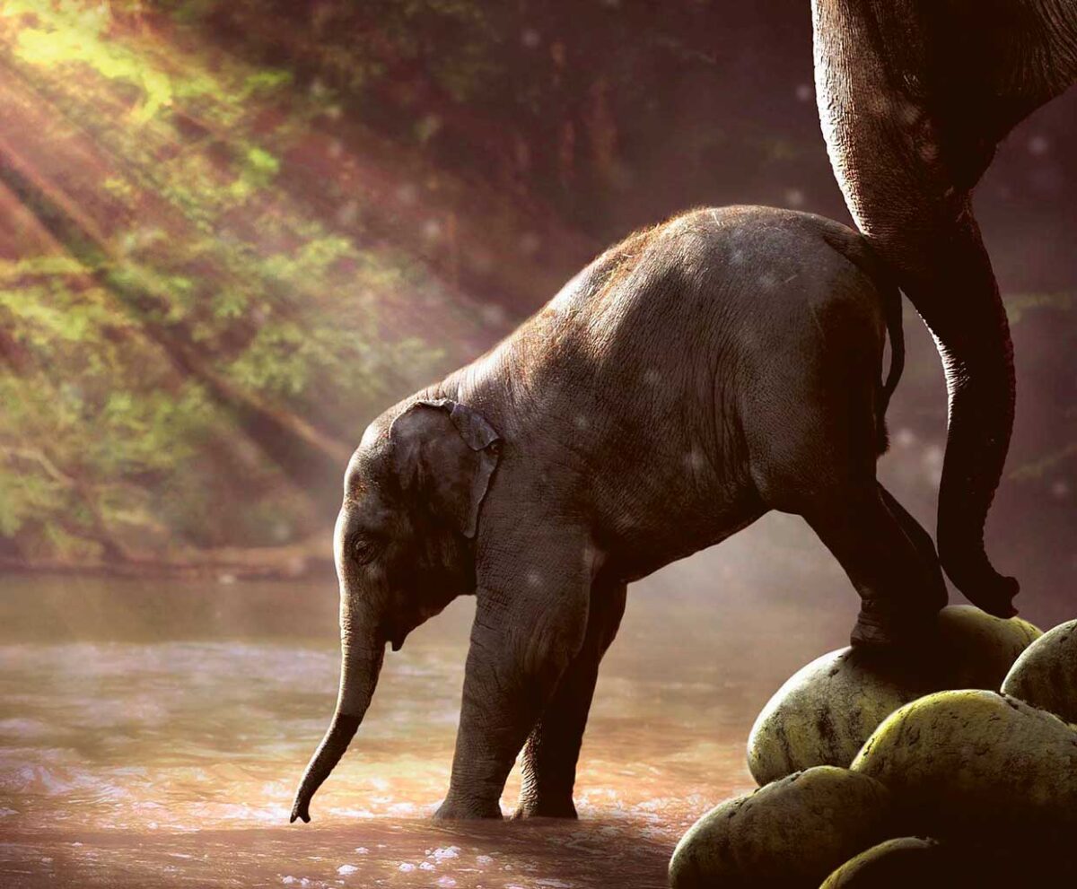 A baby elephant steps into shallow water under a sun-dappled forest canopy, guided by an adult’s trunk