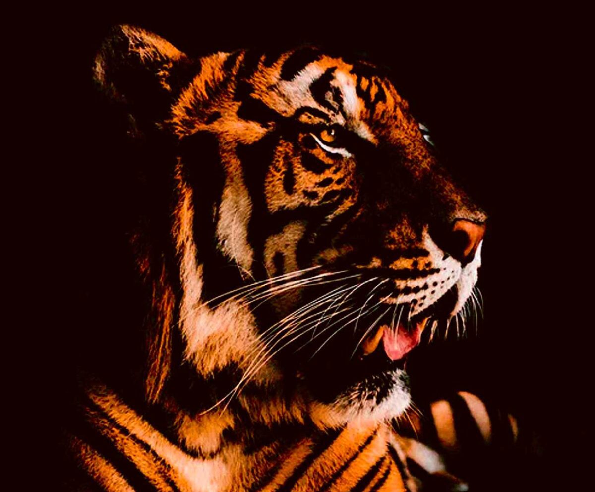 Close-up of a powerful tiger, captured in detail with its striking orange and black stripes, symbolizing strength and grace for a vibrant LED Box Frame display.