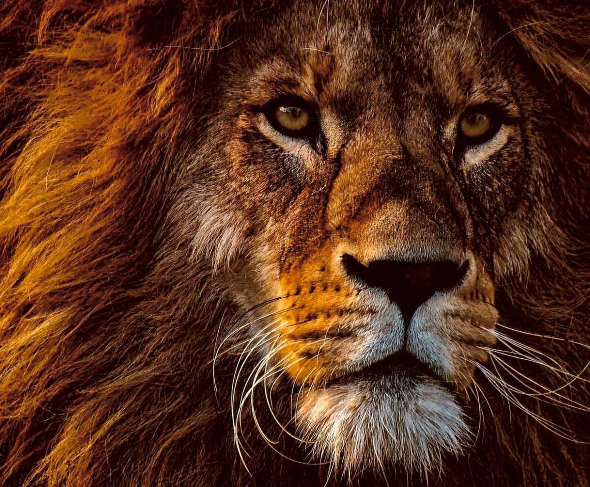 Close-up of a majestic lion's face with a magnificent mane, beautifully captured in an LED Box Frame.