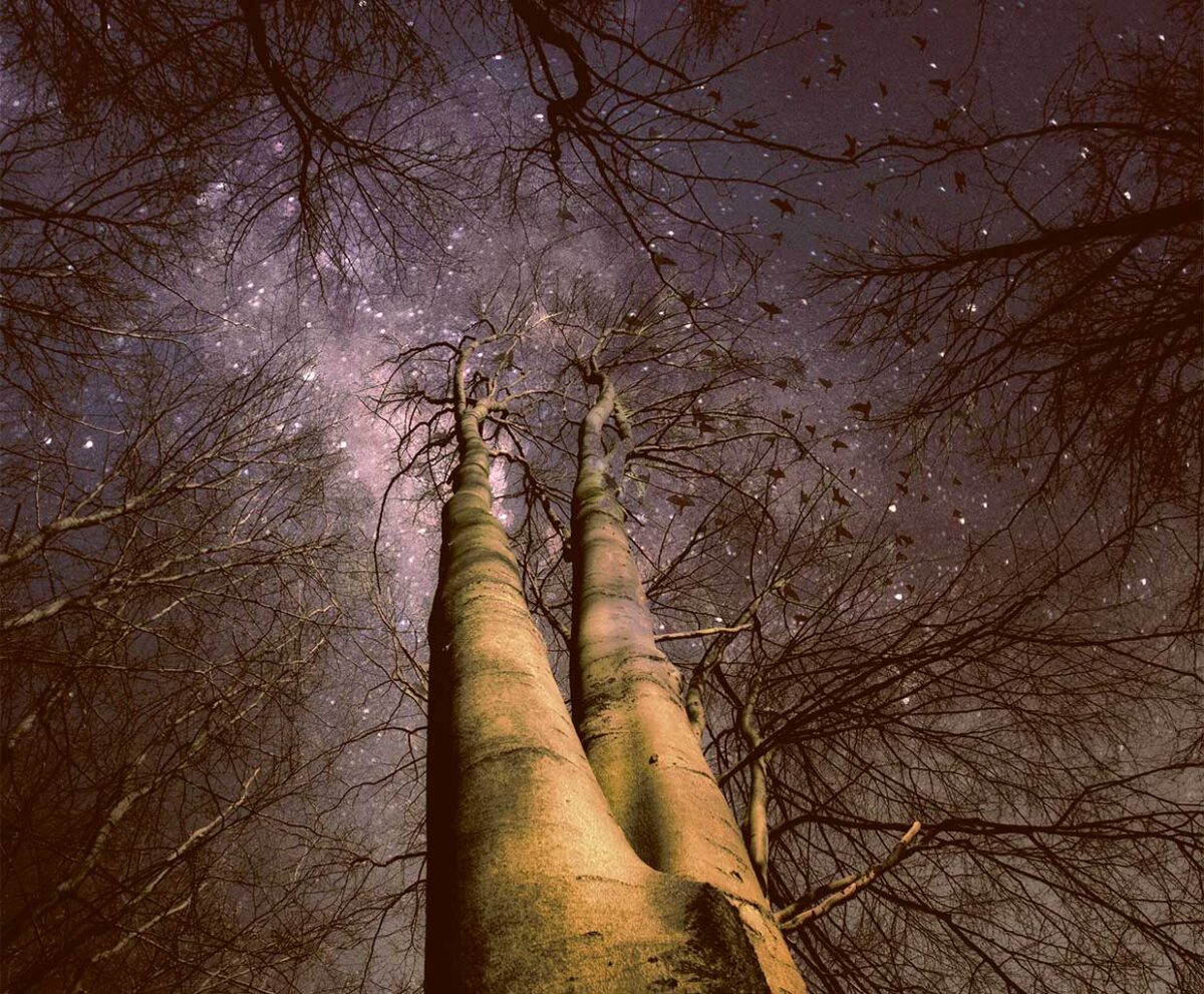 Looking up at tall trees in a forest with a star-filled night sky above