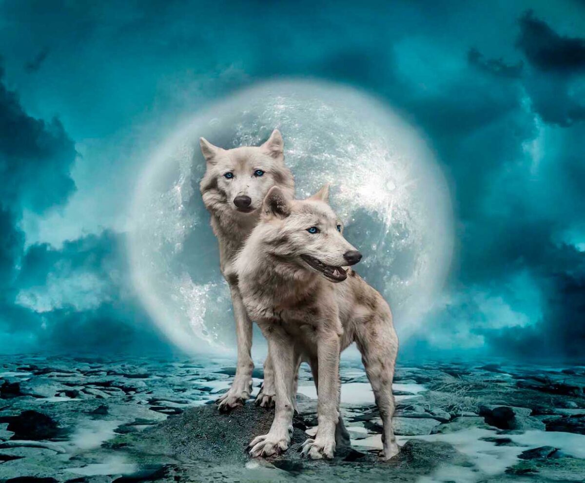 Two wolves standing under a glowing full moon, displayed in an energy-efficient LED Box Frame.